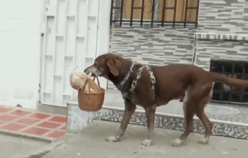 ON JE NAJVOLJENIJI BORAC PROTIV KORONE: Eros - pas koji dostavlja namirnice (VIDEO)